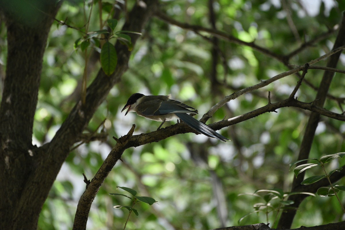 Azure-winged Magpie - ML622050410