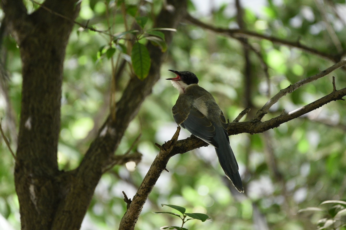 Azure-winged Magpie - ML622050411