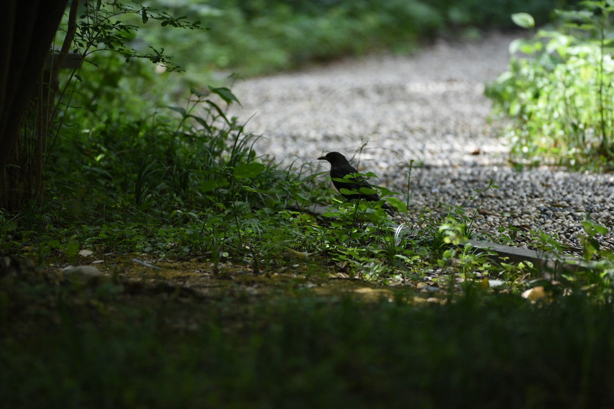 Chinese Blackbird - ML622050413