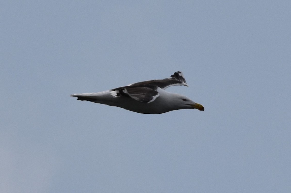 Great Black-backed Gull - ML622050414