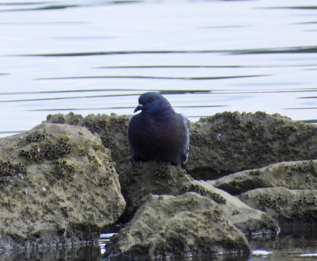 Rock Pigeon (Feral Pigeon) - ML622050415