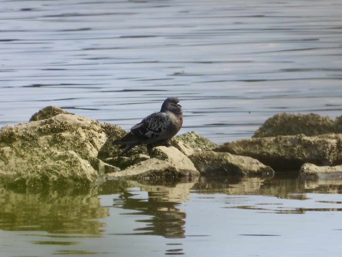 Rock Pigeon (Feral Pigeon) - ML622050416