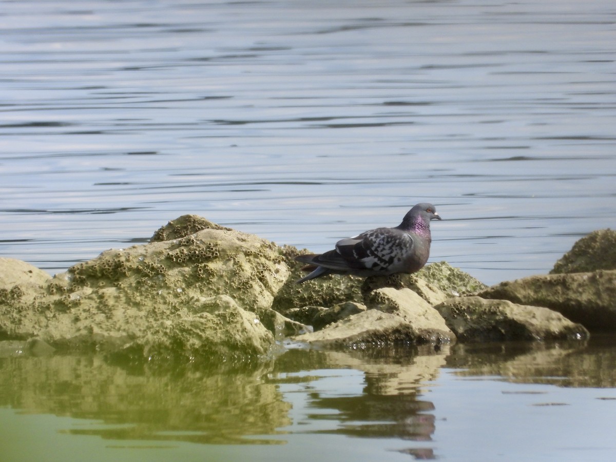 Rock Pigeon (Feral Pigeon) - ML622050417