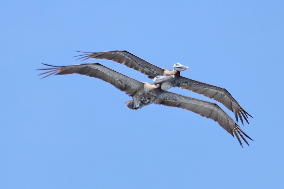 Brown Pelican - ML622050418