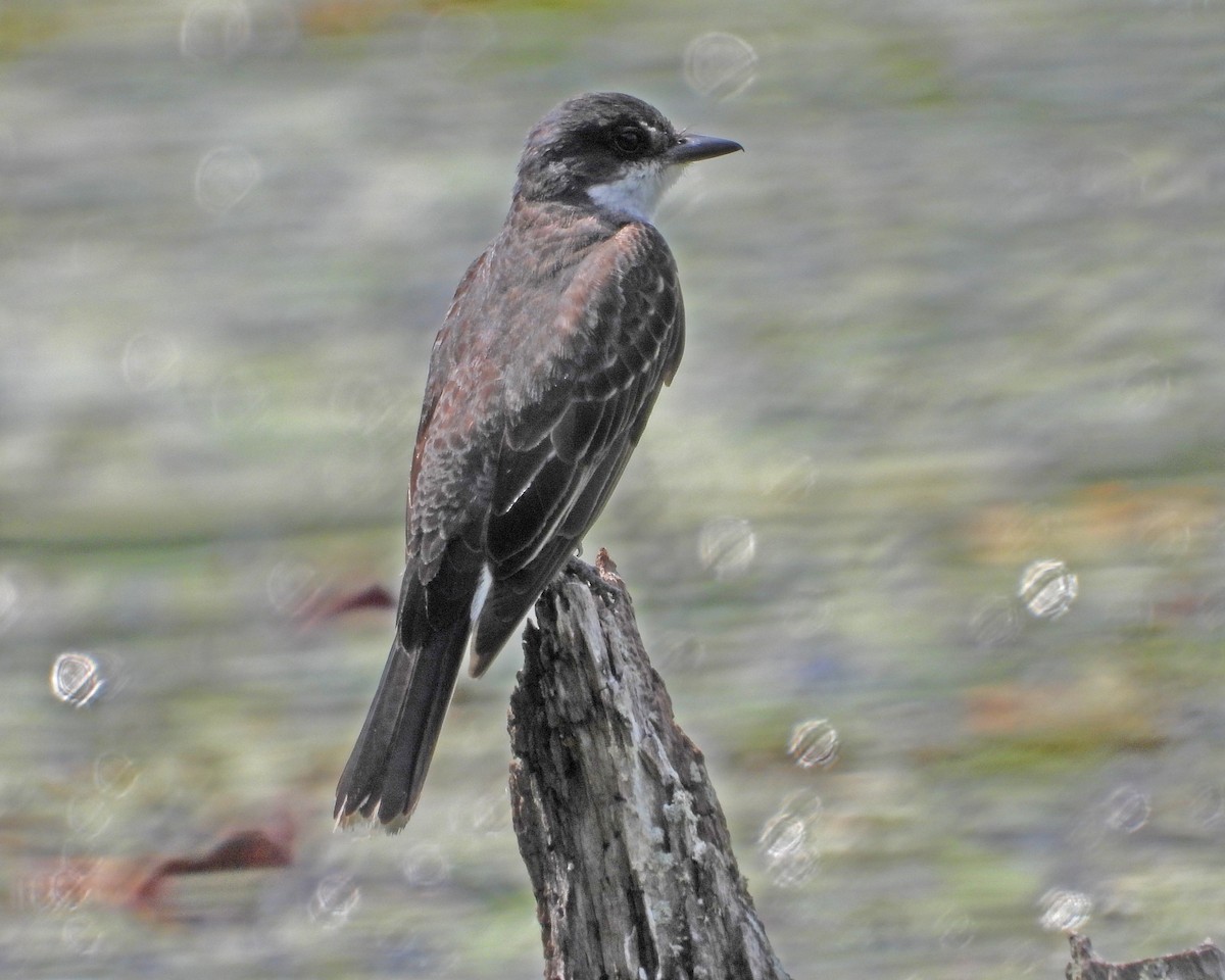 Eastern Kingbird - ML622050419