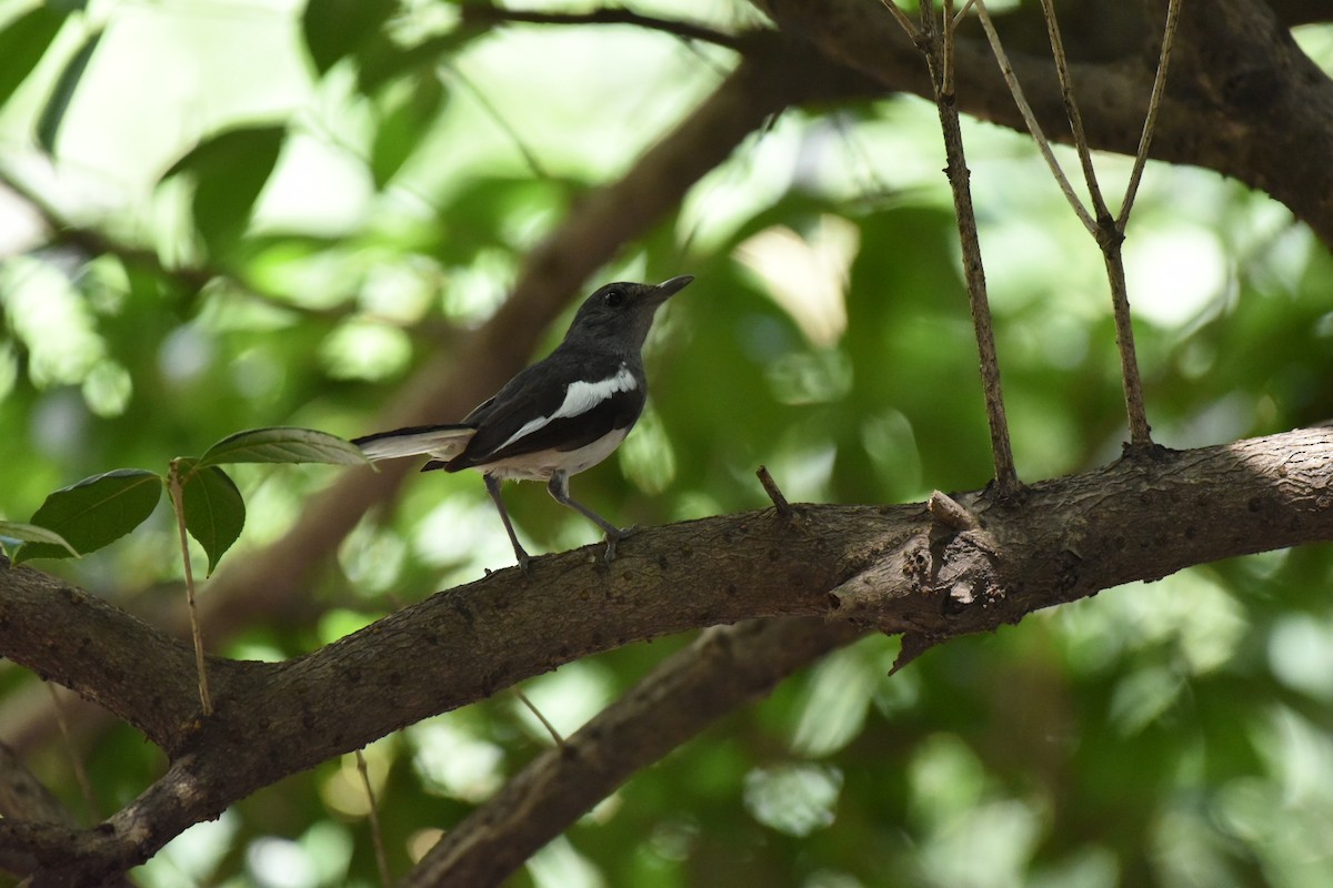 Oriental Magpie-Robin - ML622050420