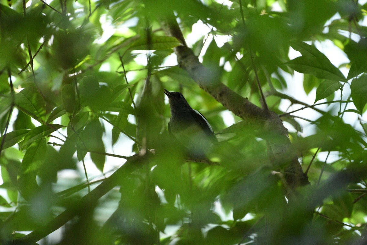 Oriental Magpie-Robin - ML622050421