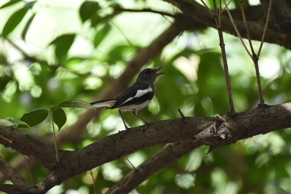 Oriental Magpie-Robin - ML622050422