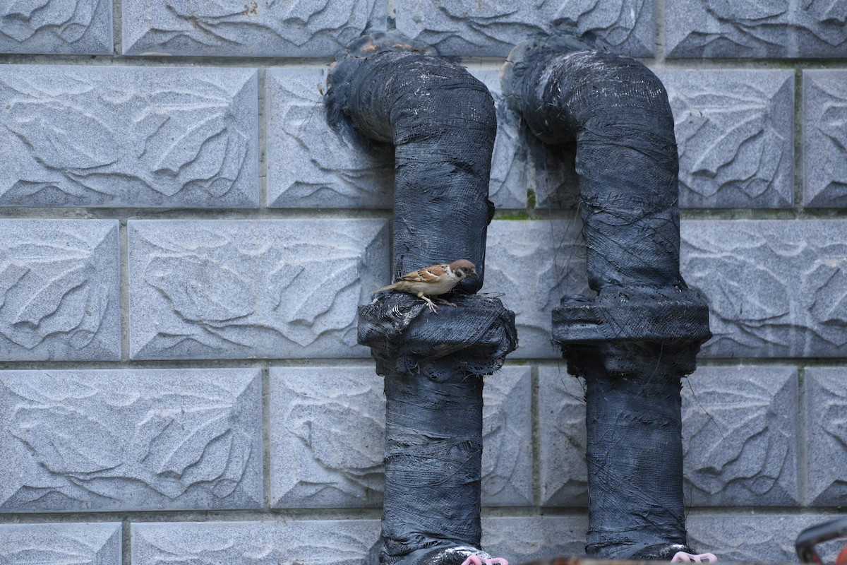 Eurasian Tree Sparrow - ML622050423