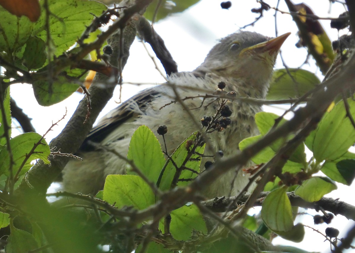 Northern Mockingbird - David Assmann