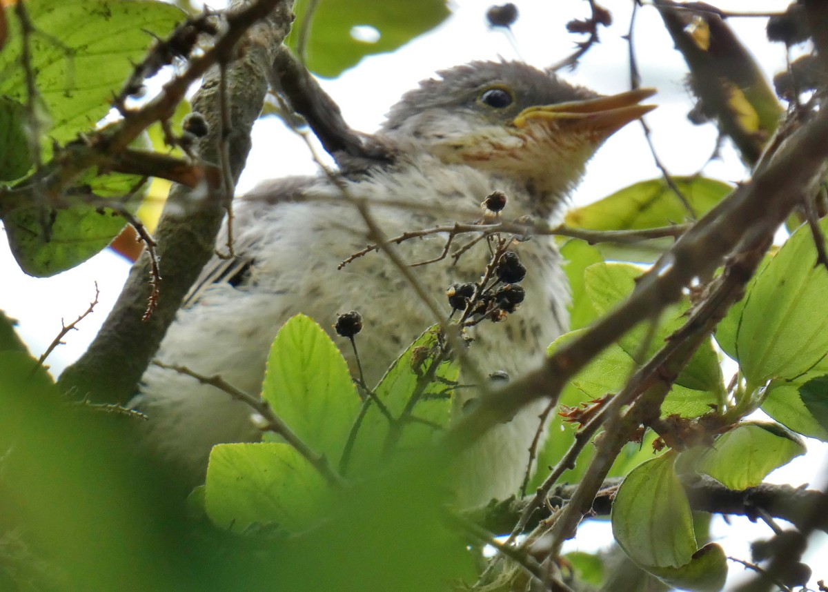 Northern Mockingbird - ML622050425