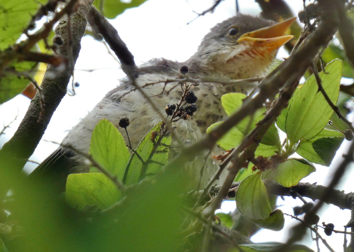 Northern Mockingbird - ML622050426