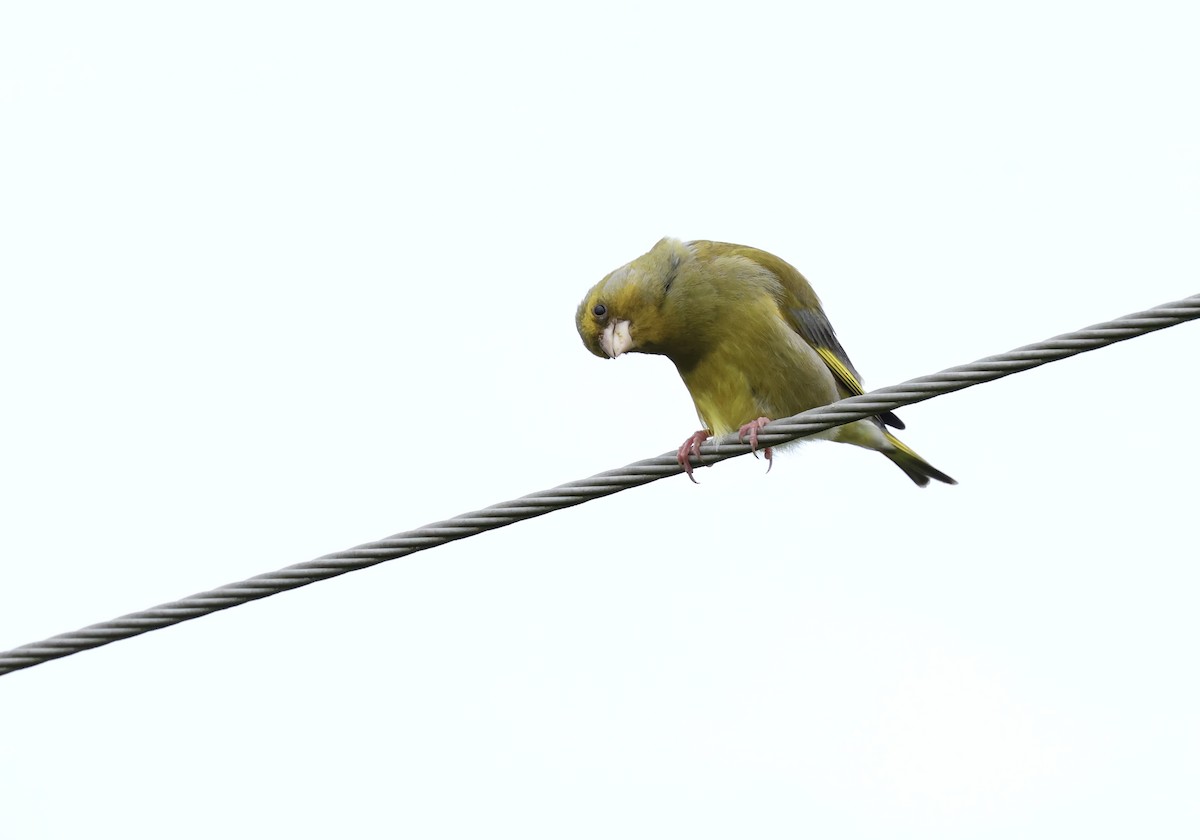 European Greenfinch - ML622050427