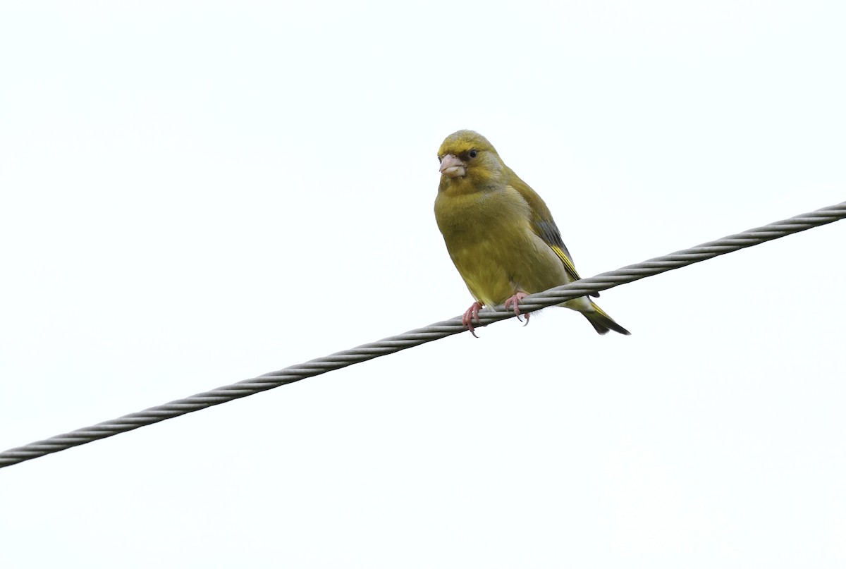 European Greenfinch - ML622050428