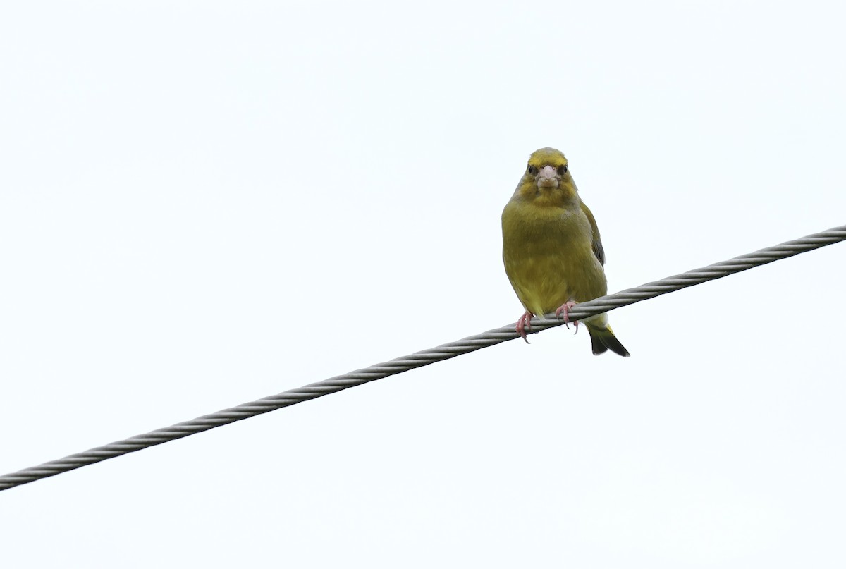 European Greenfinch - ML622050429