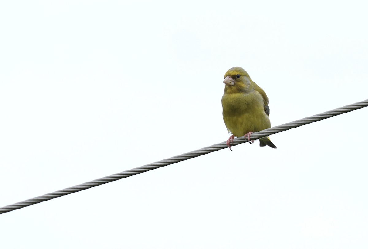 European Greenfinch - ML622050430