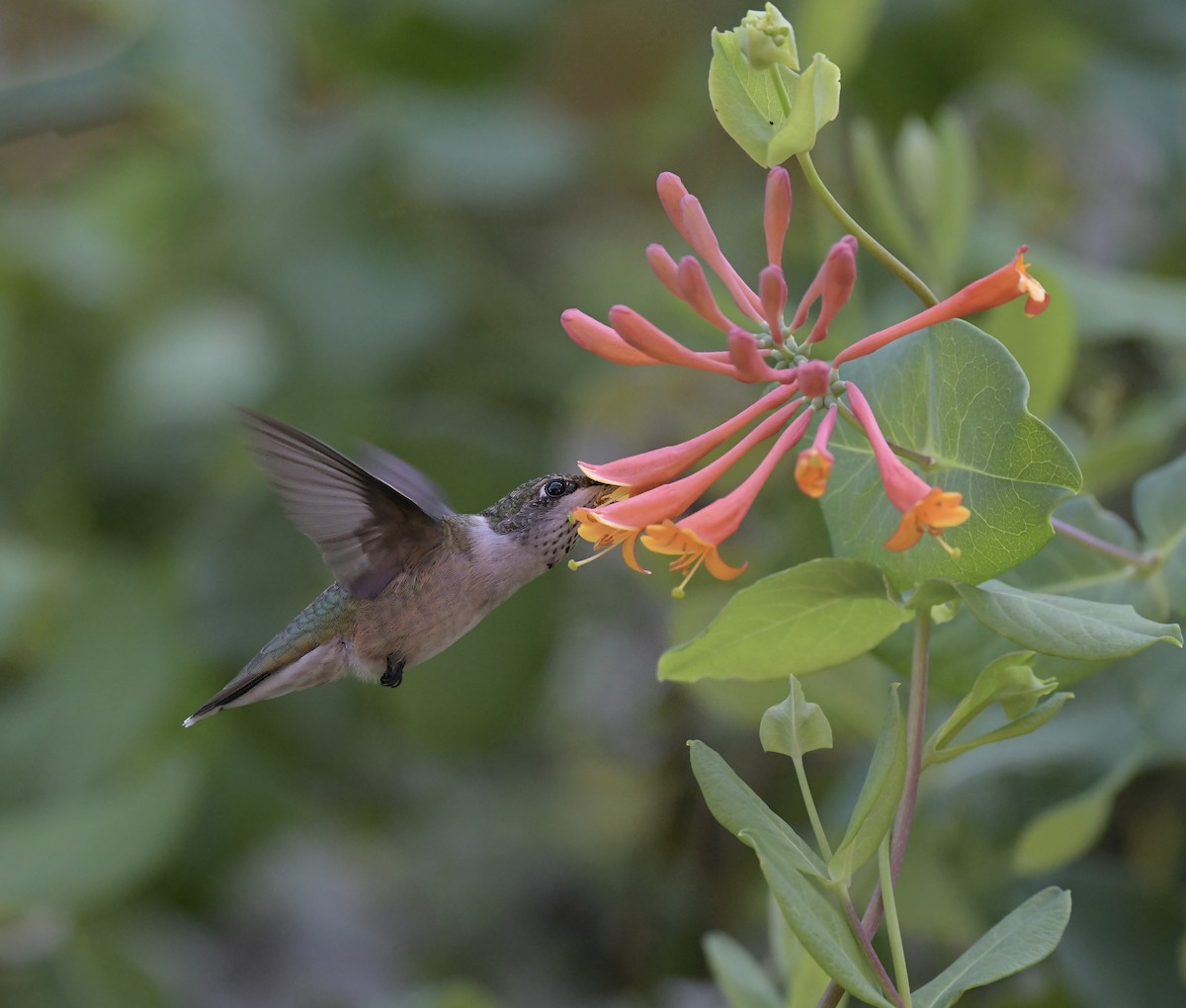 Ruby-throated Hummingbird - ML622050431