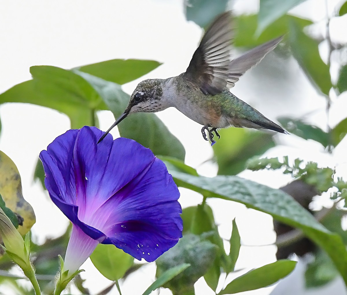 Ruby-throated Hummingbird - ML622050432