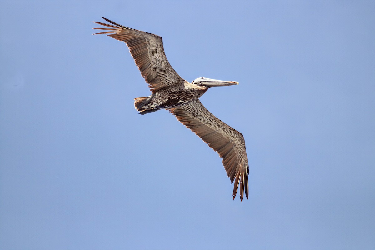 Magnificent Frigatebird - ML622050433