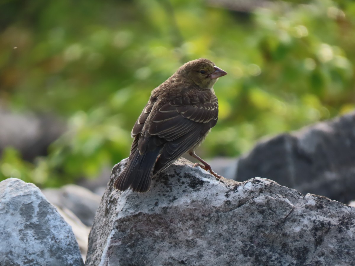 Brown-headed Cowbird - ML622050434