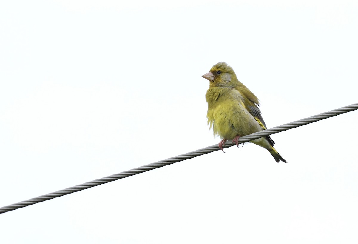 European Greenfinch - ML622050440