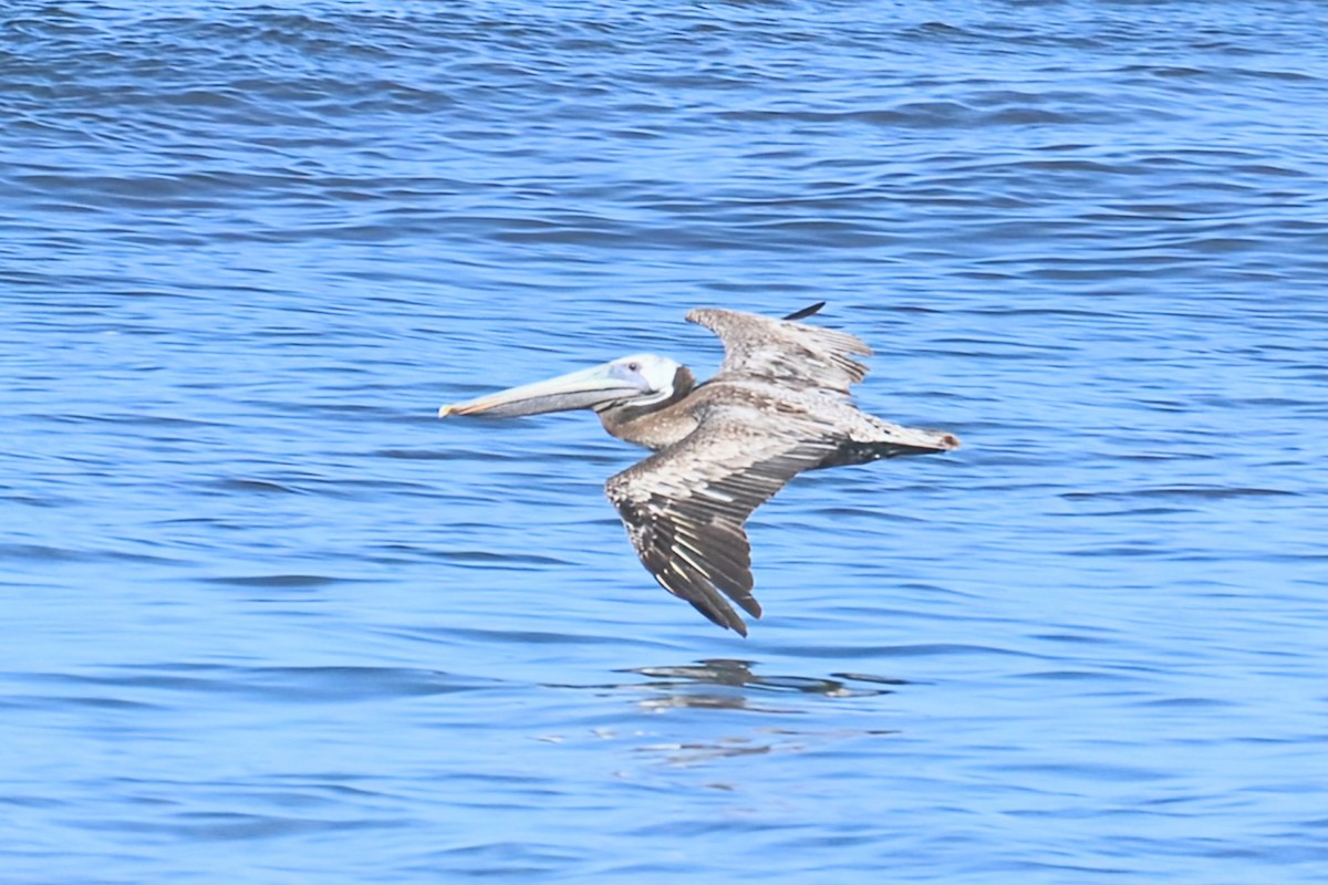 Magnificent Frigatebird - ML622050441