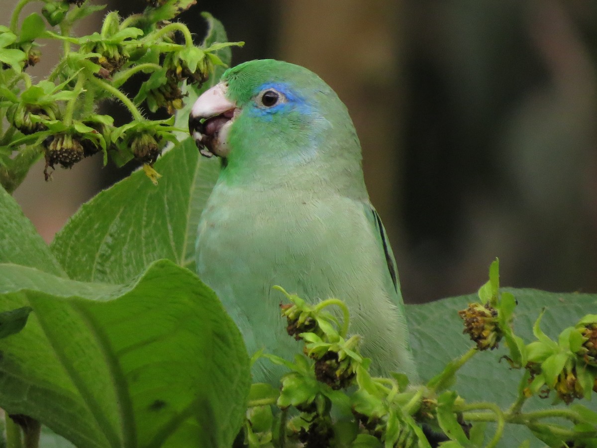 Spectacled Parrotlet - ML622050445