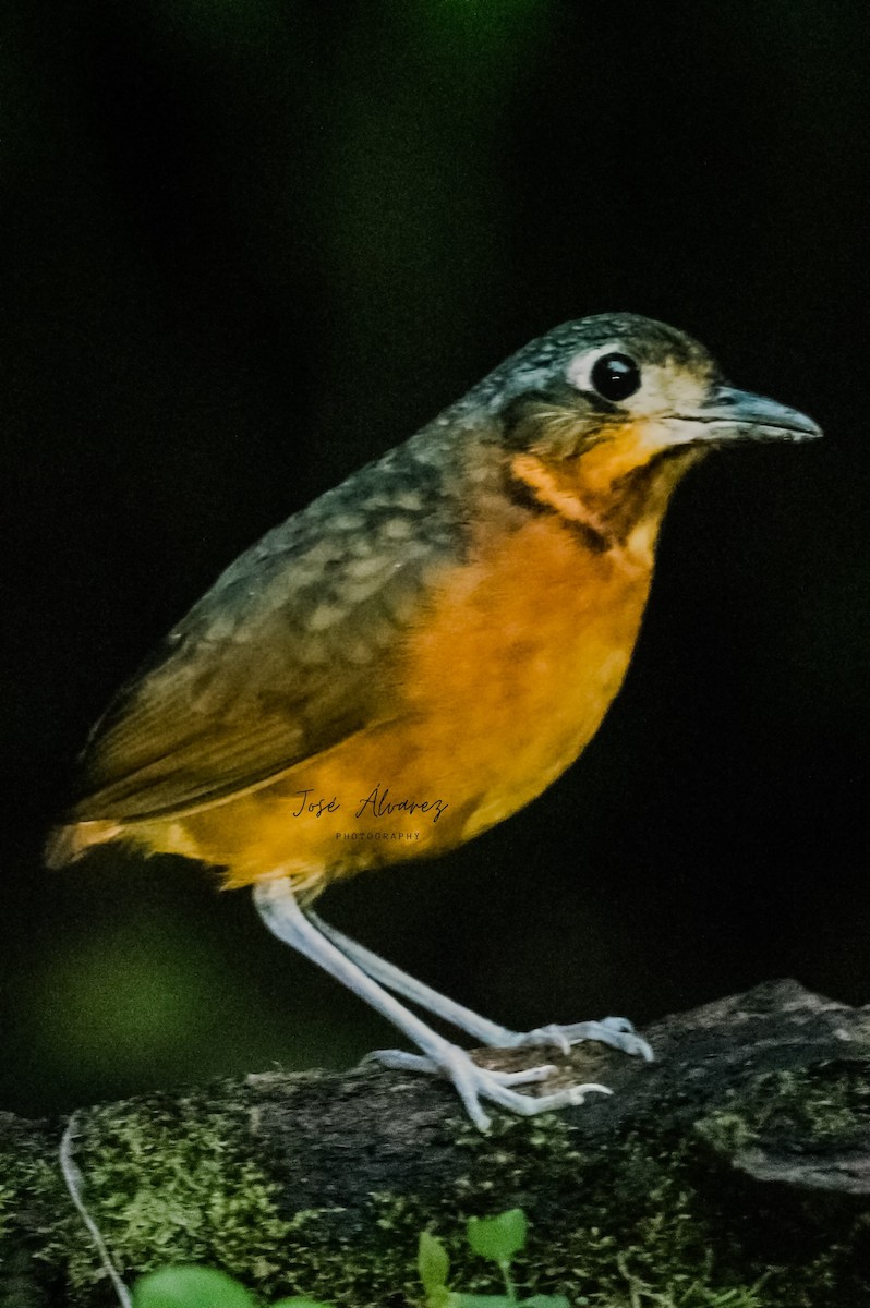 Scaled Antpitta - ML622050446