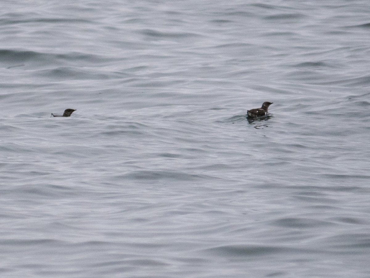 Marbled Murrelet - ML622050450