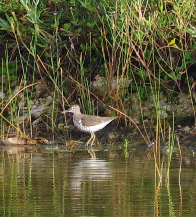 Spotted Sandpiper - ML622050453