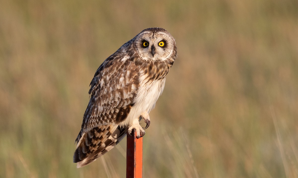 Short-eared Owl - Brian Sullivan