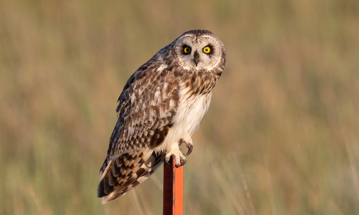 Short-eared Owl - Brian Sullivan