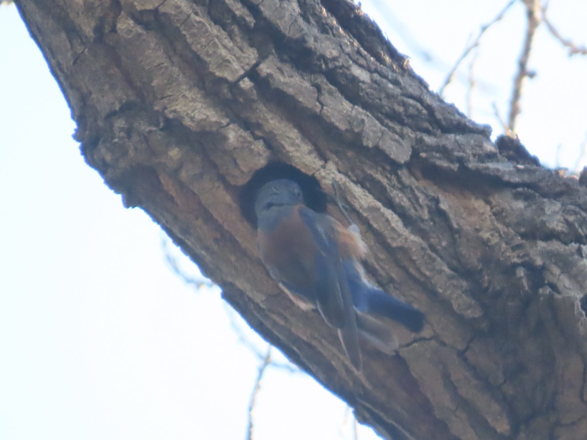 Western Bluebird - ML622050456