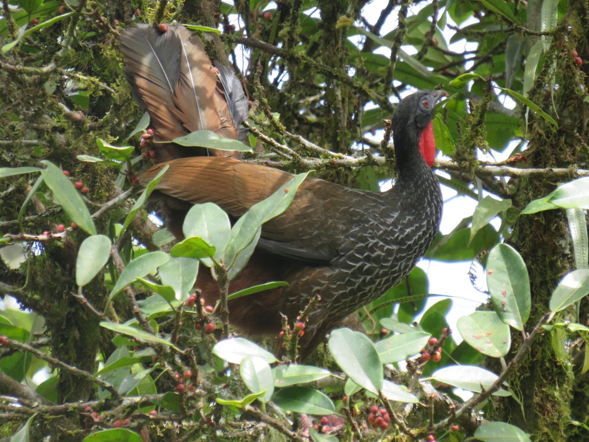 Cauca Guan - ML622050457