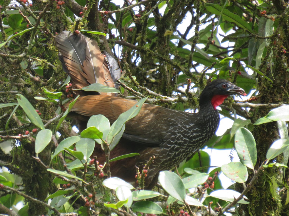 Cauca Guan - ML622050458