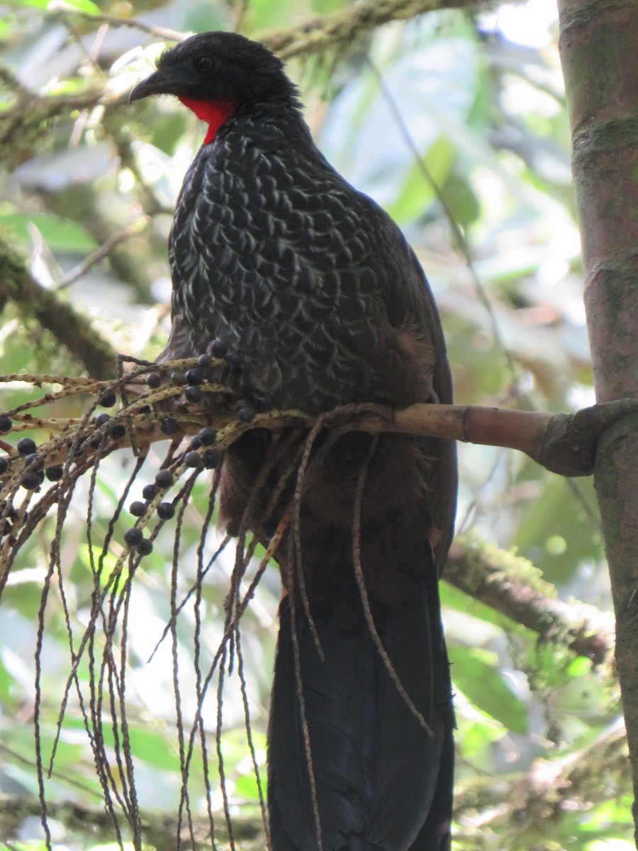 Cauca Guan - ML622050459