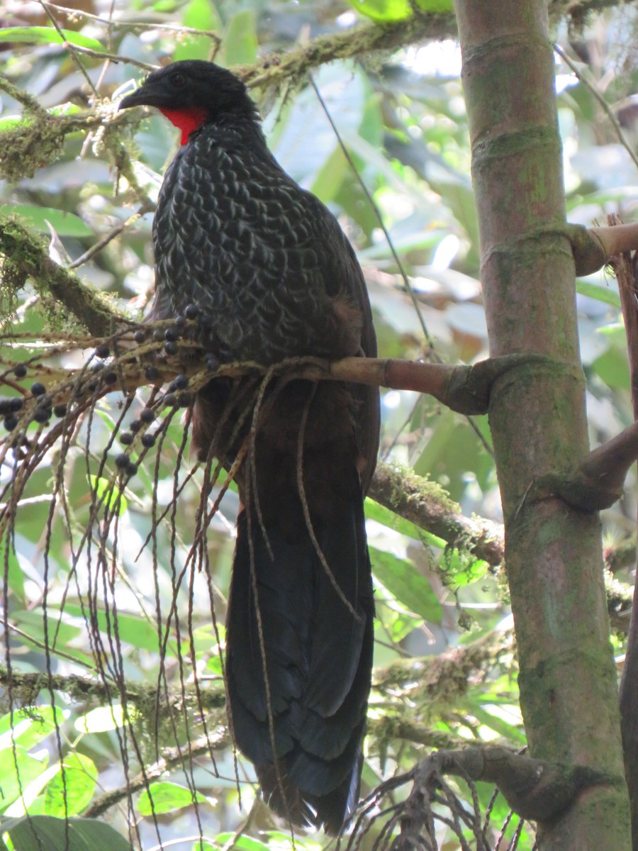 Cauca Guan - ML622050460