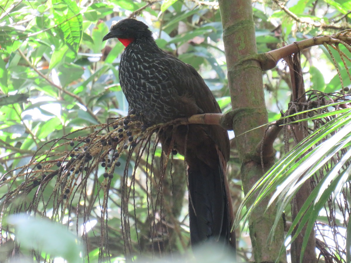 Cauca Guan - ML622050461