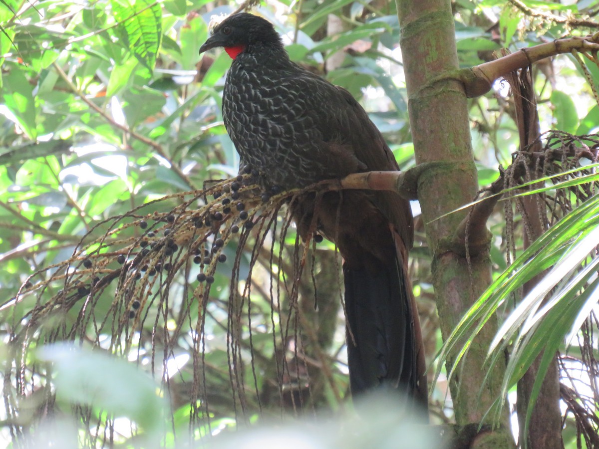 Cauca Guan - ML622050462