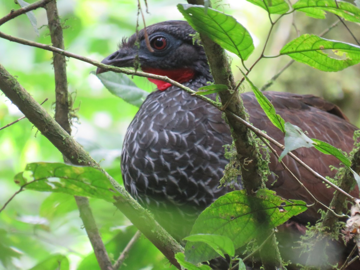 Cauca Guan - ML622050463