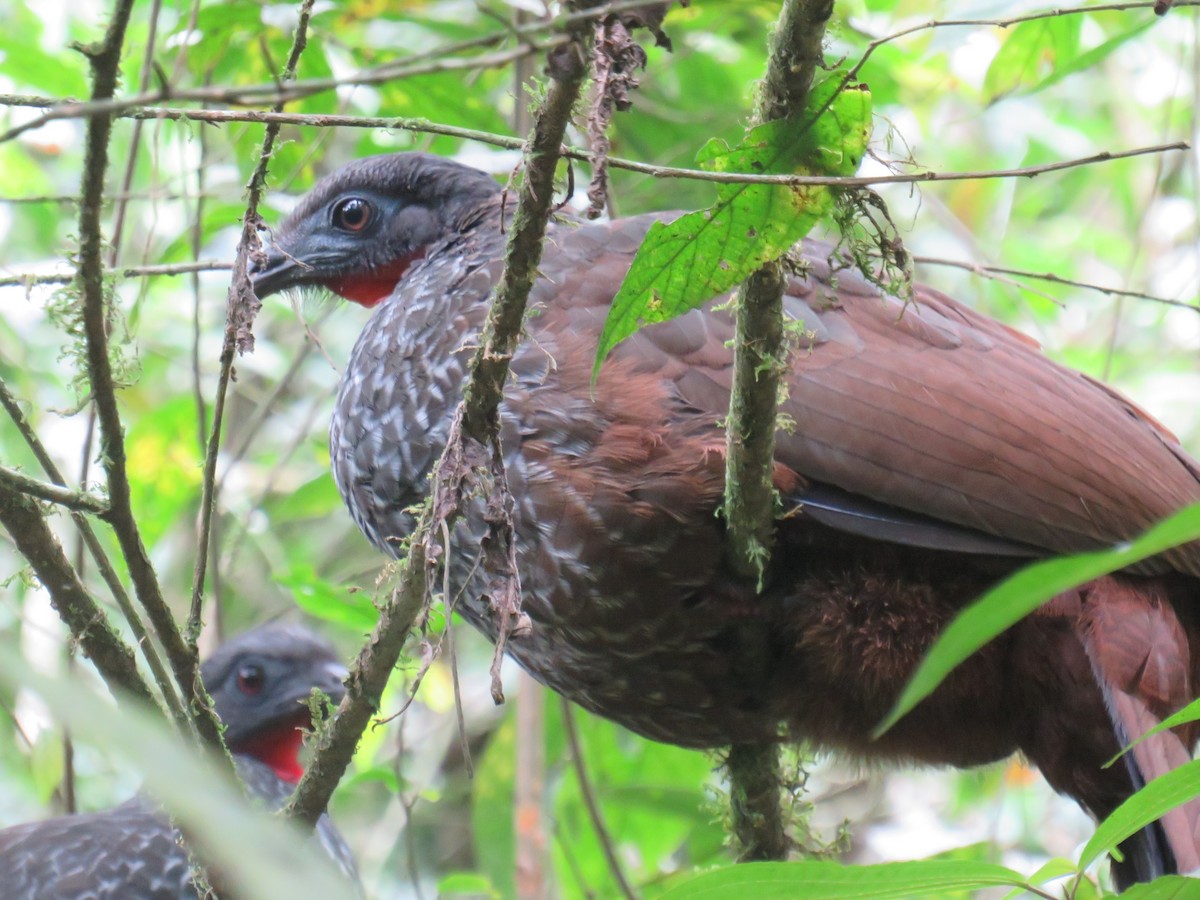 Cauca Guan - ML622050464