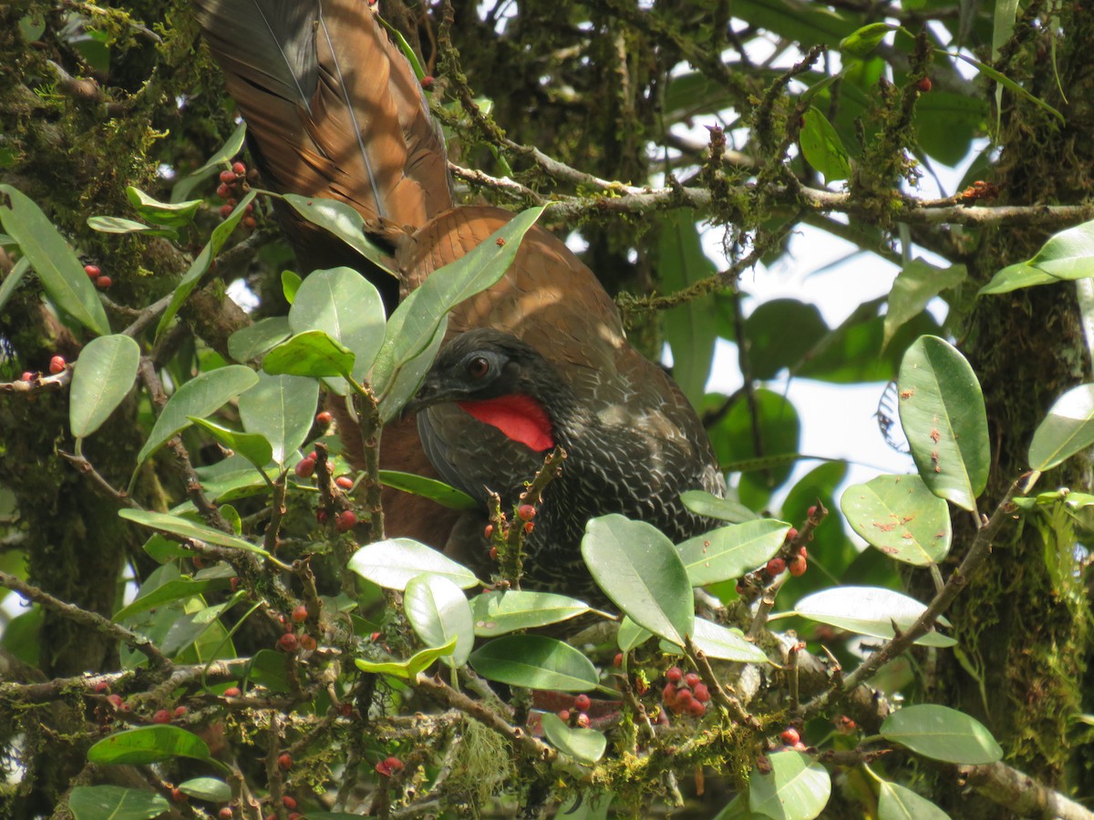 Cauca Guan - Matthias van Dijk