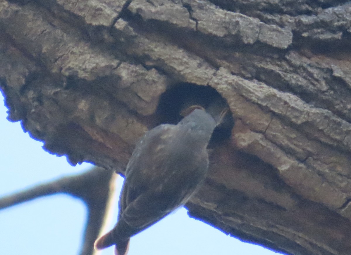 Western Bluebird - ML622050466