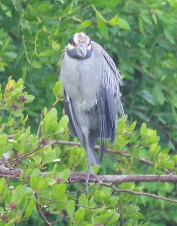 Yellow-crowned Night Heron - ML622050467