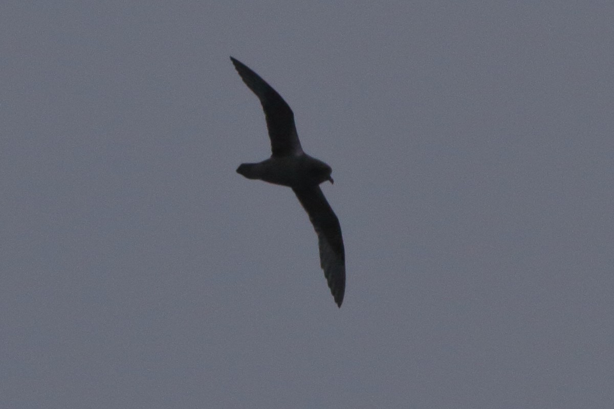 Kerguelen Petrel - Fabio Olmos