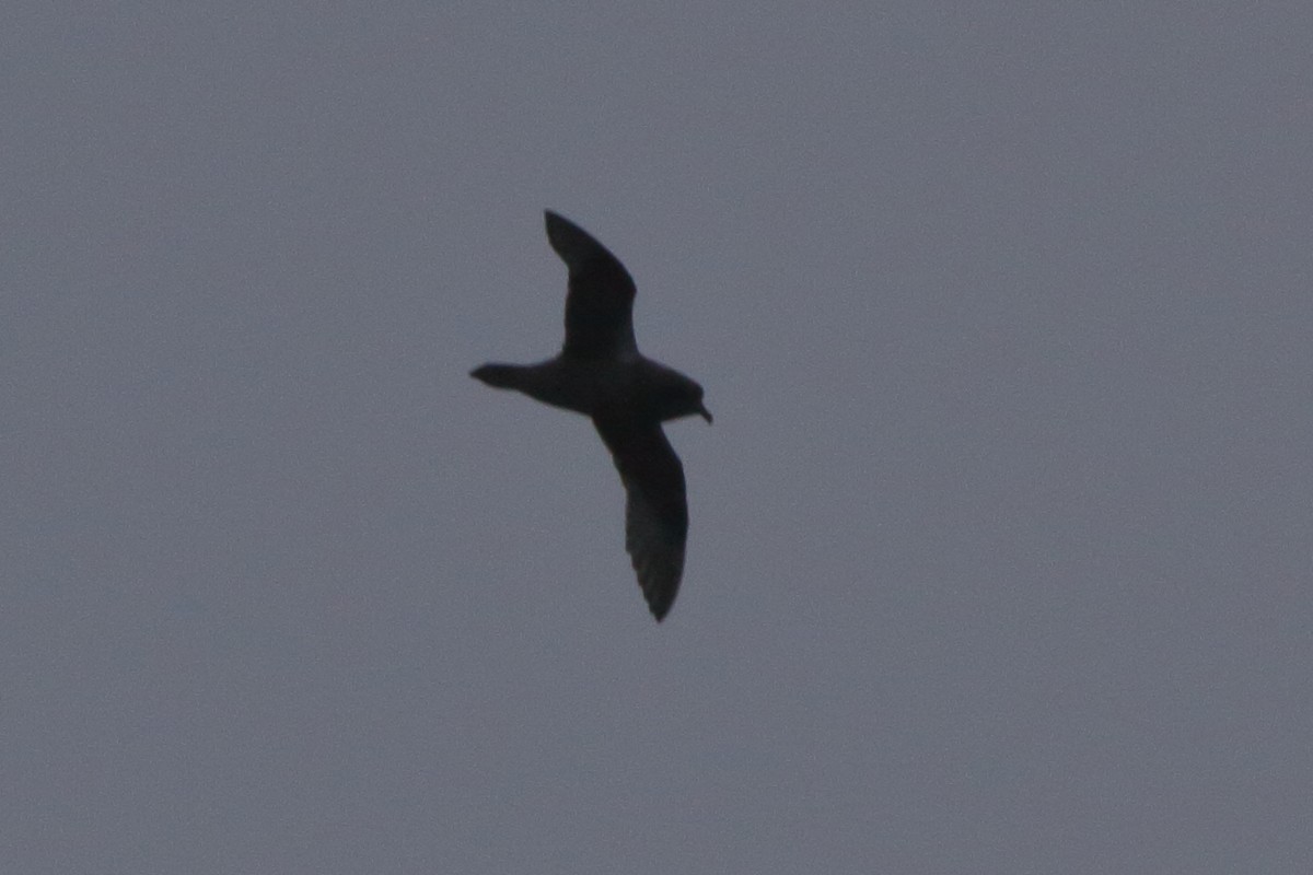 Kerguelen Petrel - Fabio Olmos