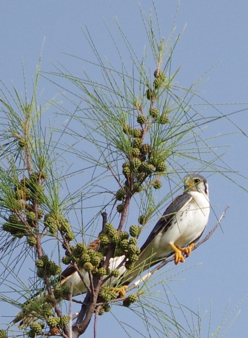 American Kestrel - ML622050473