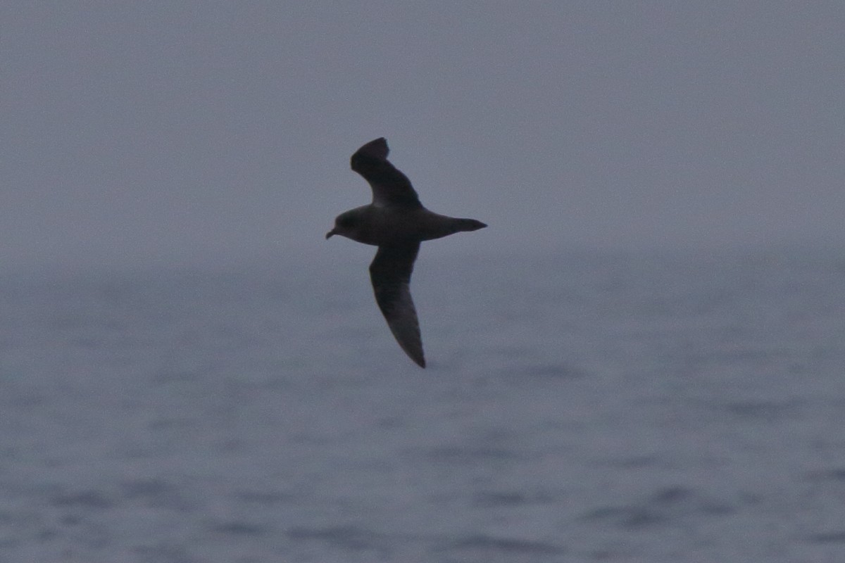 Kerguelen Petrel - Fabio Olmos