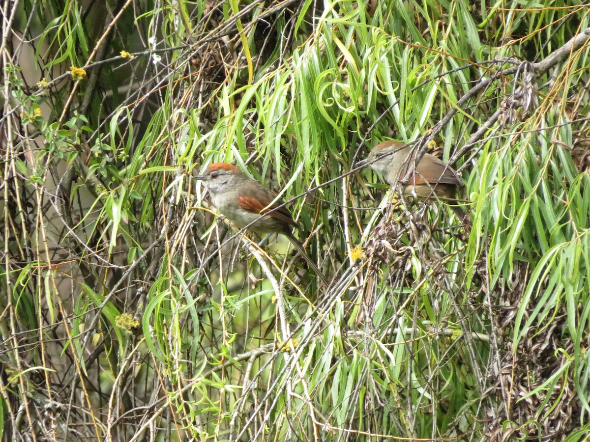 Silvery-throated Spinetail - ML622050476