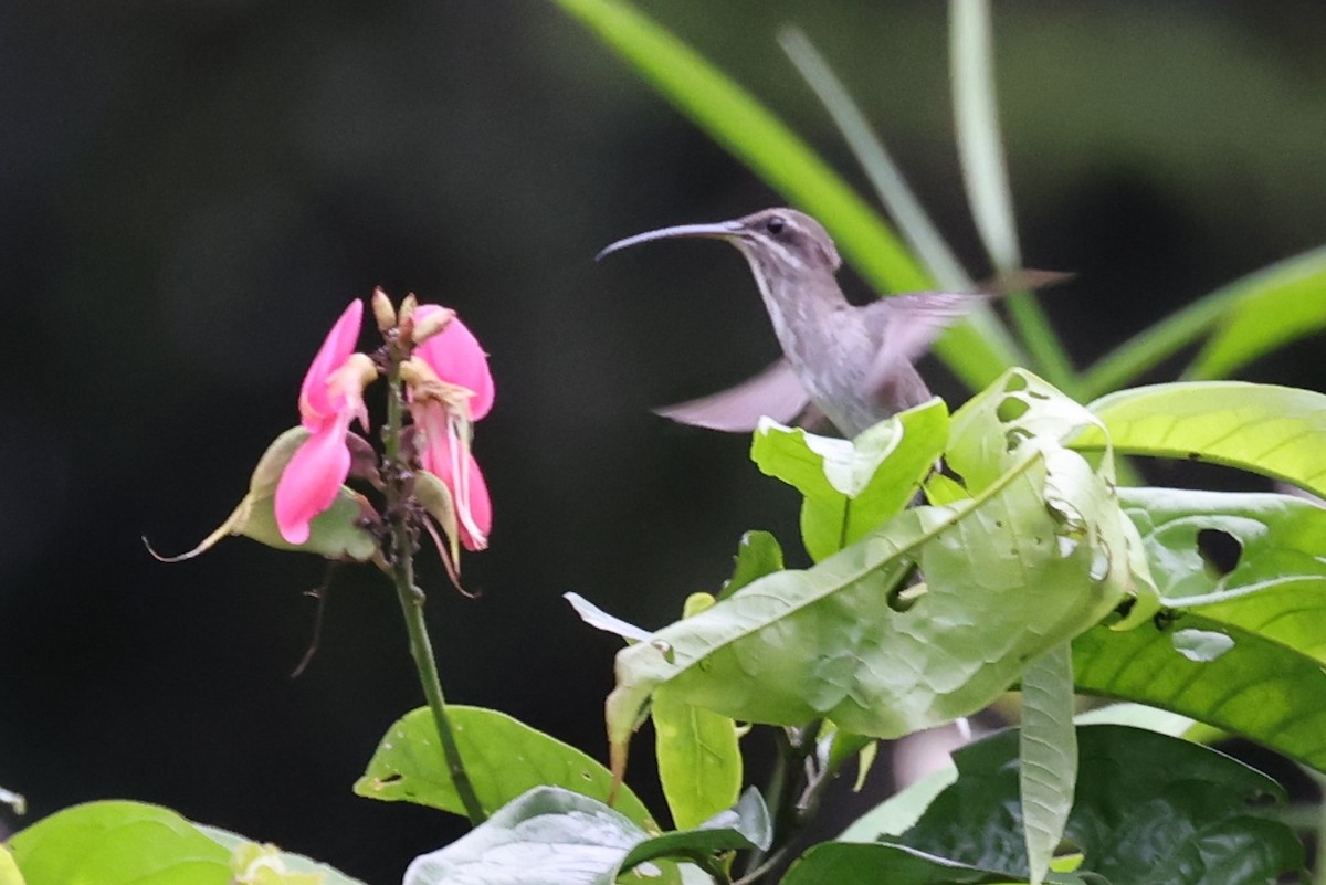 White-bearded Hermit - ML622050477